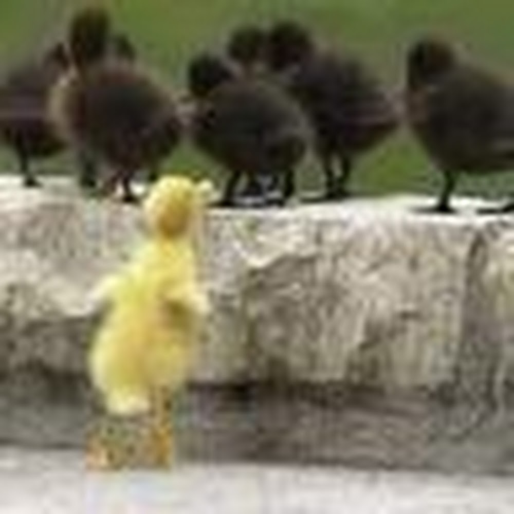 Meet your Posher, Erinn